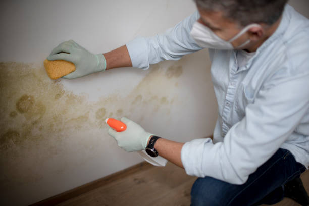 Trusted Lacoste, TX Mold Removal Experts
